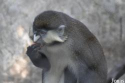 Guangzhou Zoo