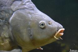 Cyprinus carpio