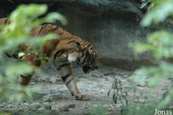 Panthera tigris amoyensis