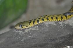 Guangzhou Zoo