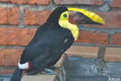 Ramphastos ambiguus swainsonii