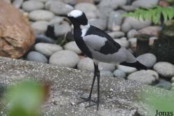 Hong Kong Zoological and Botanical Gardens