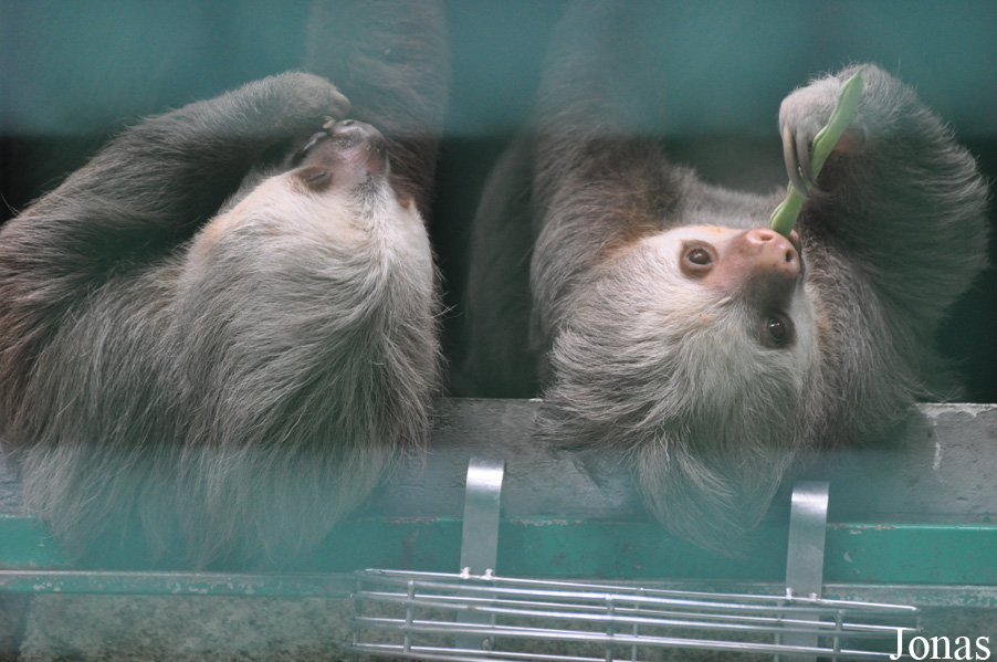Hong Kong Zoological and Botanical Gardens