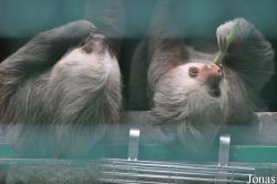 Hong Kong Zoological and Botanical Gardens