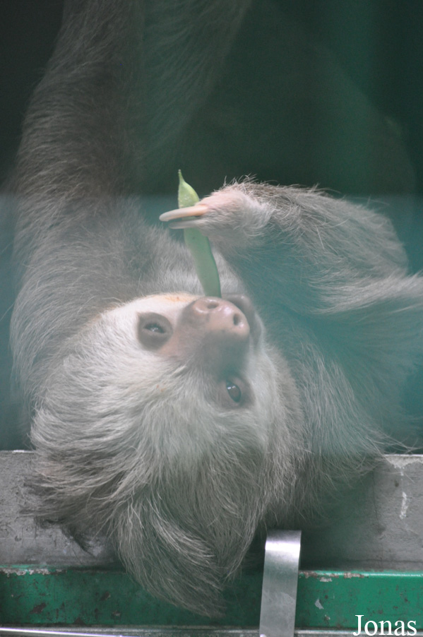 Hong Kong Zoological and Botanical Gardens