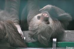Hong Kong Zoological and Botanical Gardens