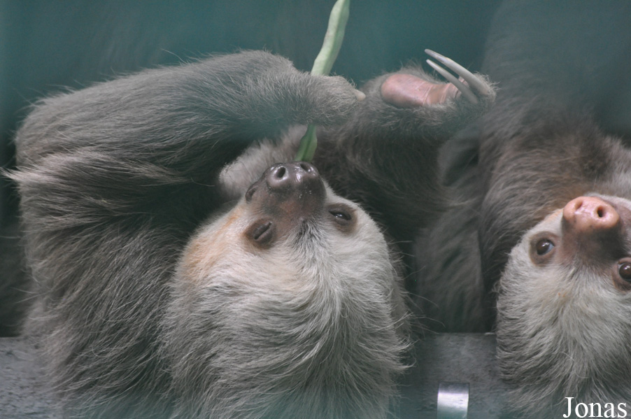 Hong Kong Zoological and Botanical Gardens