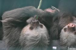 Hong Kong Zoological and Botanical Gardens