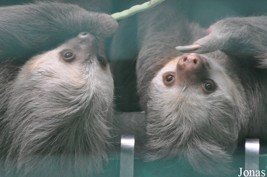 Hong Kong Zoological and Botanical Gardens