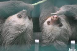 Hong Kong Zoological and Botanical Gardens