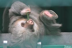 Hong Kong Zoological and Botanical Gardens