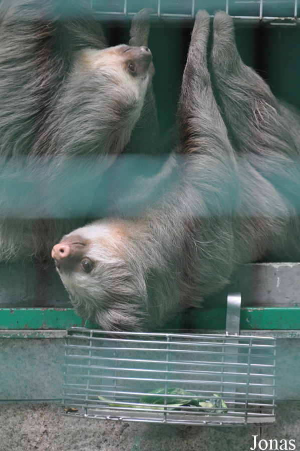 Hong Kong Zoological and Botanical Gardens
