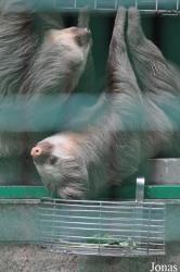 Hong Kong Zoological and Botanical Gardens