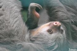 Hong Kong Zoological and Botanical Gardens