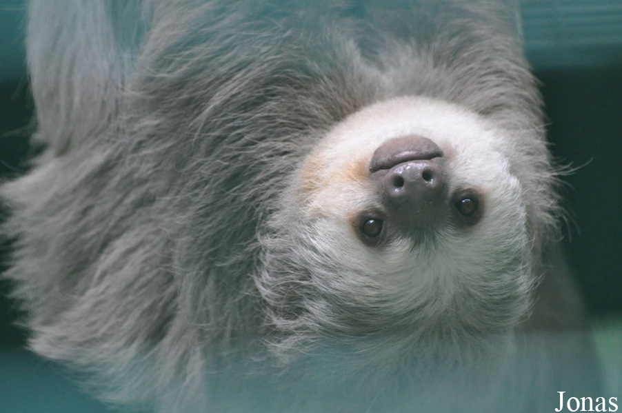 Hong Kong Zoological and Botanical Gardens