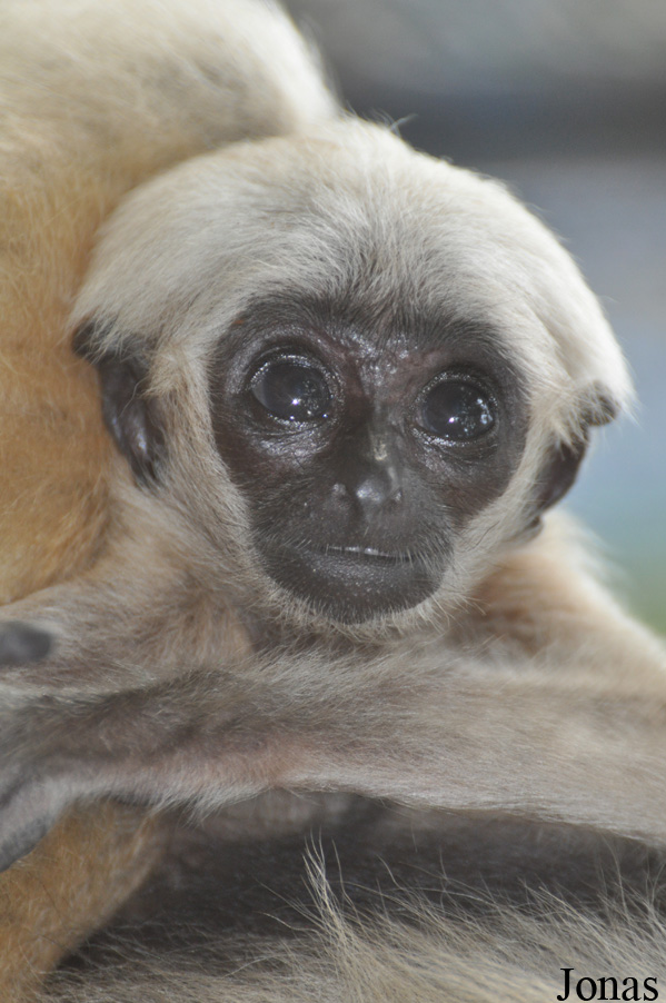 Teuk Chhou Zoo