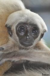 Teuk Chhou Zoo