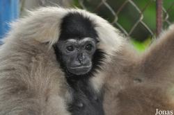 Teuk Chhou Zoo