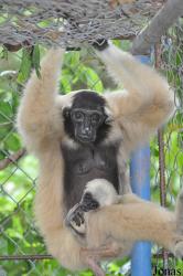 Teuk Chhou Zoo