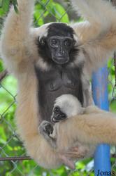Teuk Chhou Zoo