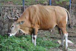 Teuk Chhou Zoo