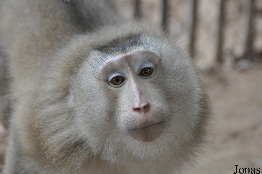 Teuk Chhou Zoo