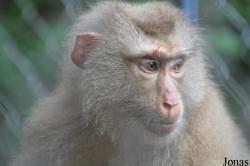 Teuk Chhou Zoo