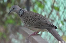 Teuk Chhou Zoo