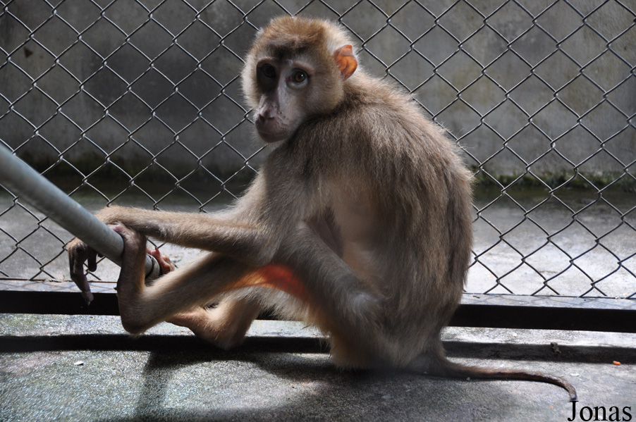 Phnom Tamao Zoo and Wildlife Rescue Center (PTWRC)