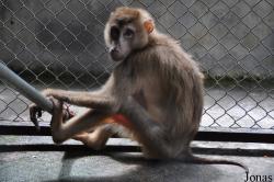 Phnom Tamao Zoo and Wildlife Rescue Center (PTWRC)