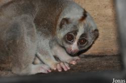 Phnom Tamao Zoo and Wildlife Rescue Center (PTWRC)