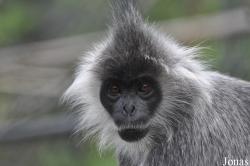 Phnom Tamao Zoo and Wildlife Rescue Center (PTWRC)