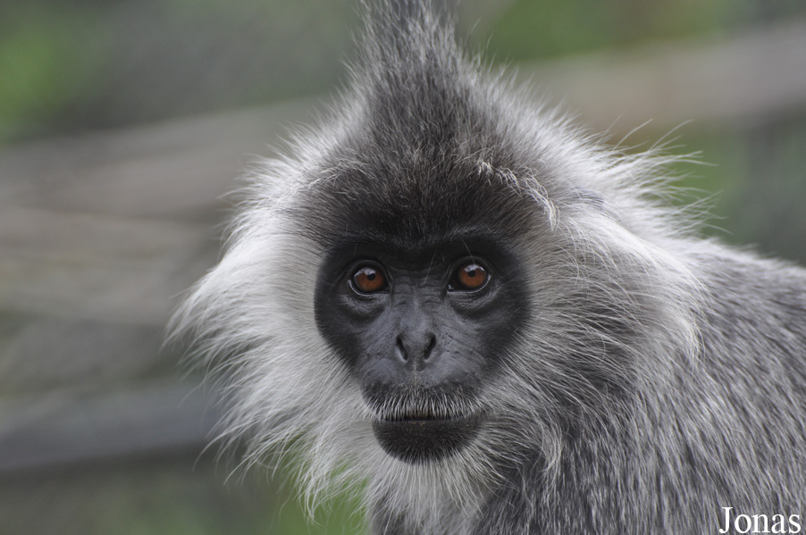 Phnom Tamao Zoo and Wildlife Rescue Center (PTWRC)
