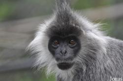 Phnom Tamao Zoo and Wildlife Rescue Center (PTWRC)