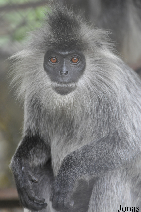 Phnom Tamao Zoo and Wildlife Rescue Center (PTWRC)