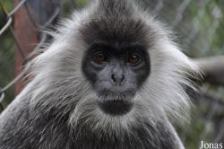 Phnom Tamao Zoo and Wildlife Rescue Center (PTWRC)
