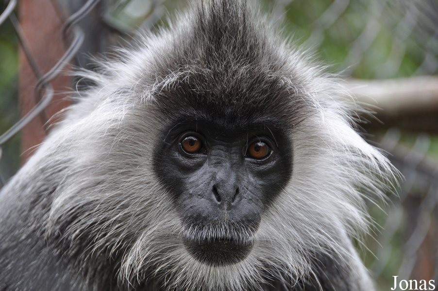 Phnom Tamao Zoo and Wildlife Rescue Center (PTWRC)