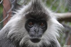 Phnom Tamao Zoo and Wildlife Rescue Center (PTWRC)