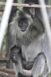 Phnom Tamao Zoo and Wildlife Rescue Center (PTWRC)