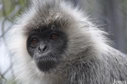 Phnom Tamao Zoo and Wildlife Rescue Center (PTWRC)