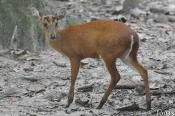 Phnom Tamao Zoo and Wildlife Rescue Center (PTWRC)