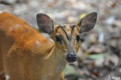 Phnom Tamao Zoo and Wildlife Rescue Center (PTWRC)