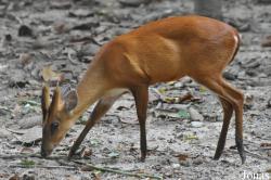 Phnom Tamao Zoo and Wildlife Rescue Center (PTWRC)