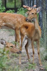 Phnom Tamao Zoo and Wildlife Rescue Center (PTWRC)