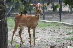 Phnom Tamao Zoo and Wildlife Rescue Center (PTWRC)