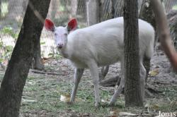 Rusa unicolor cambojensis