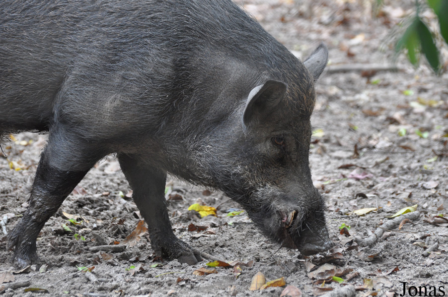 Phnom Tamao Zoo and Wildlife Rescue Center (PTWRC)