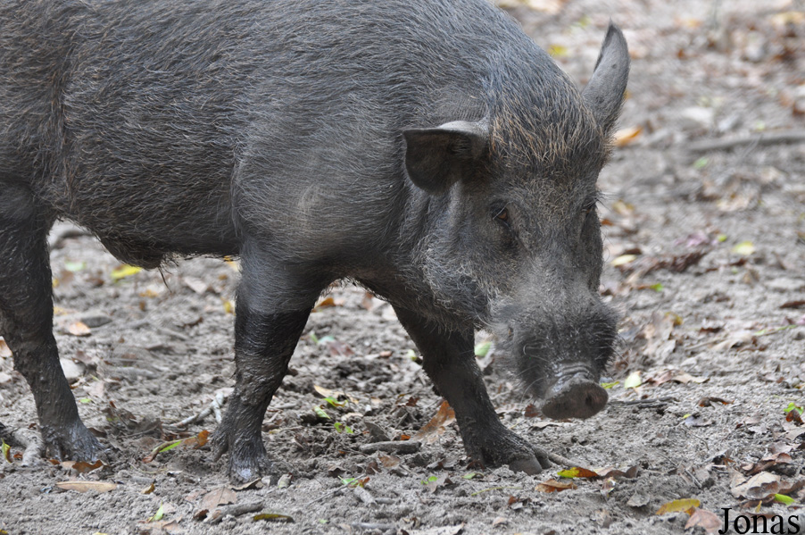 Phnom Tamao Zoo and Wildlife Rescue Center (PTWRC)