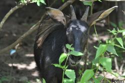 Phnom Tamao Zoo and Wildlife Rescue Center (PTWRC)