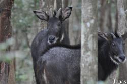 Phnom Tamao Zoo and Wildlife Rescue Center (PTWRC)